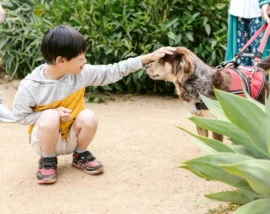 Boy crouching to stroke dog