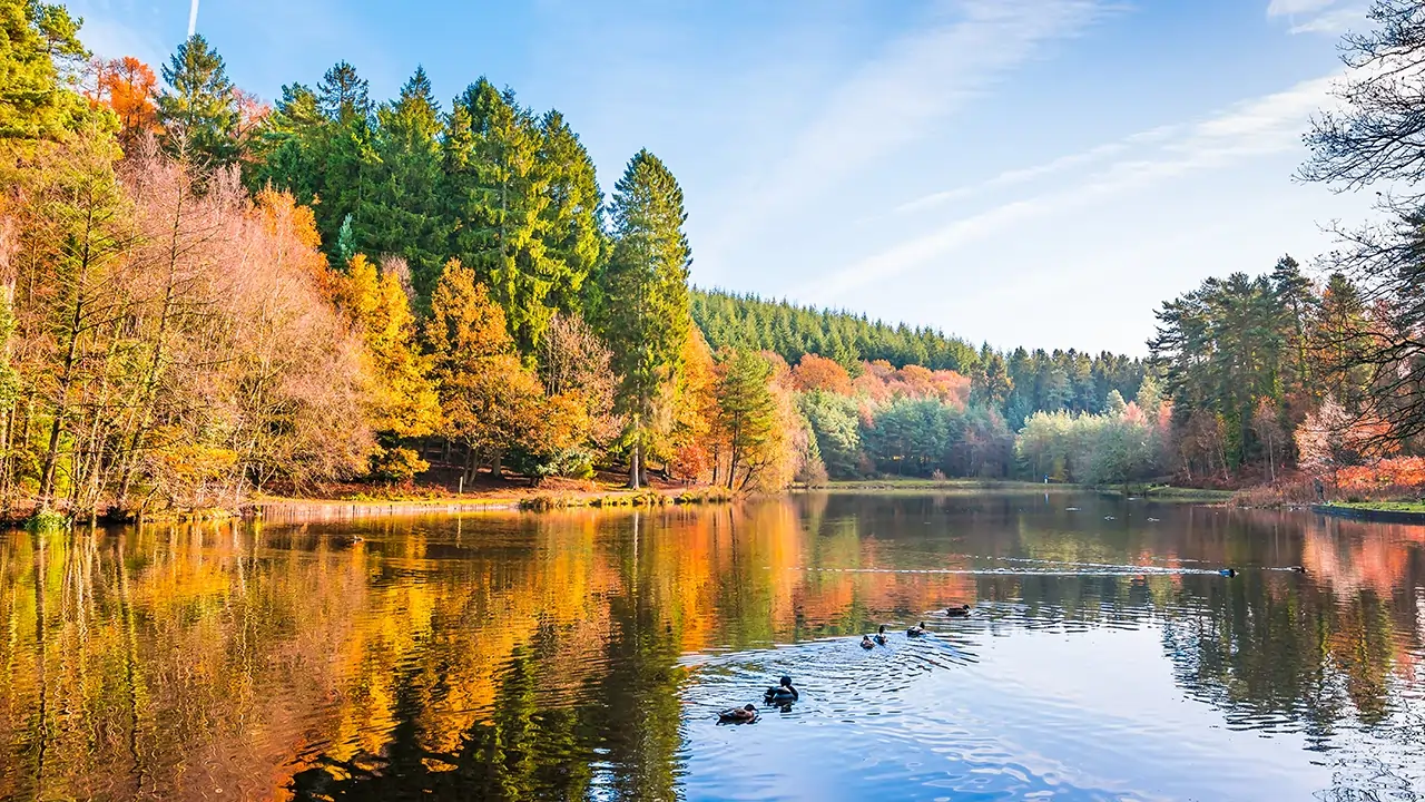 Forest of Dean river view